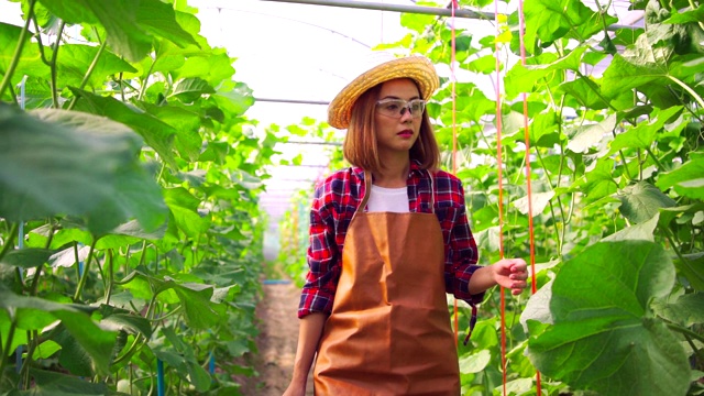 亚洲女性拥有绿色的甜瓜农场或哈密瓜。沿着成行的地块走，检查叶子和绿瓜的完整性视频素材