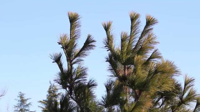 风吹动植物视频素材