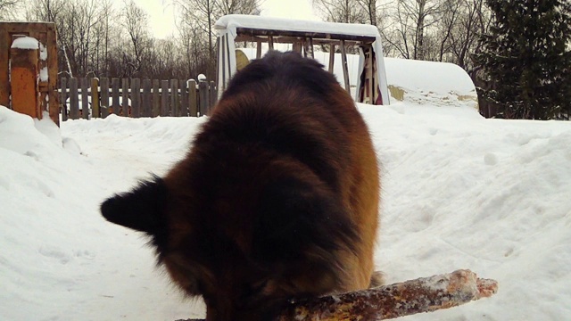 玩棍子的德国牧羊犬视频素材