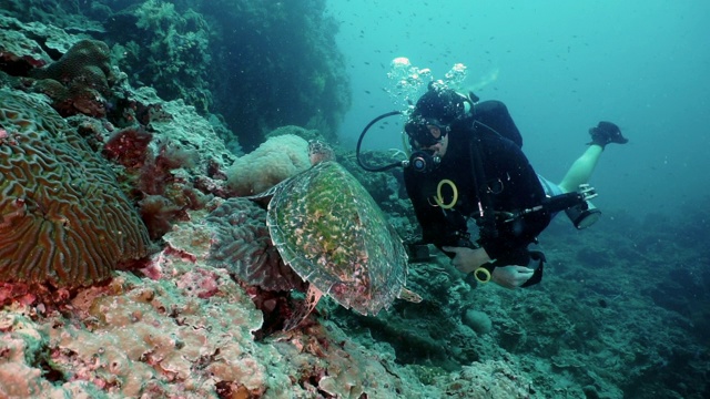 水下潜水者与珍稀玳瑁海龟(Eretmochelys imbricata)在水下珊瑚礁上的生态旅游互动视频素材