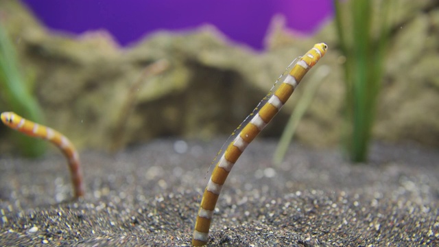 在水族馆的沙子中发现花园鳗鱼或异丛鳗视频素材