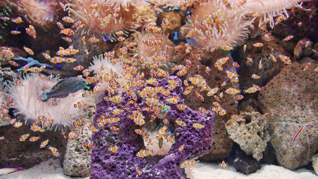 一群小丑鱼在水族馆里嬉闹地游来游去视频素材