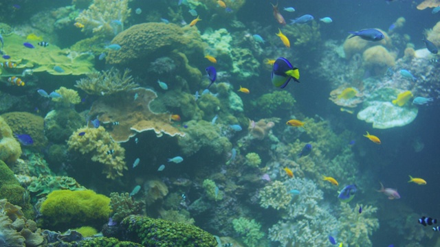 水下多彩的热带鱼。水族馆里的热带水下海洋鱼类视频素材