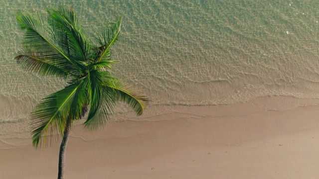 鸟瞰海滩上的热带棕榈树和海水，蓬塔卡纳视频素材