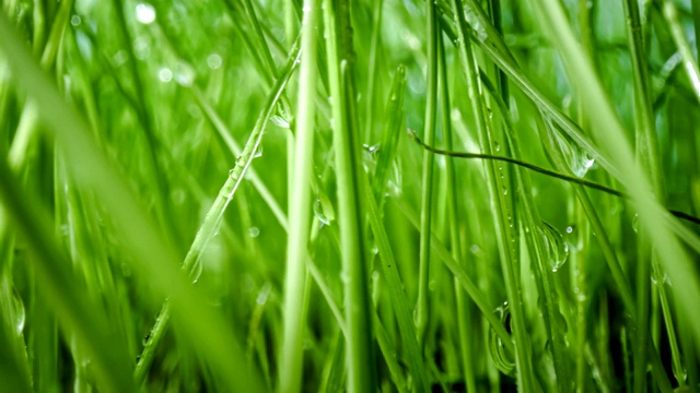 绿草特写超级微距拍摄。视频素材