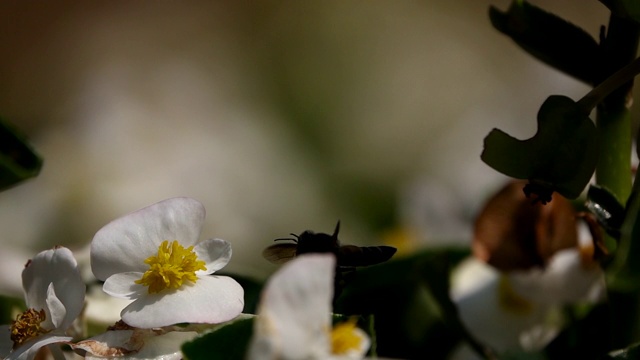 蜜蜂和茶花慢镜头视频素材