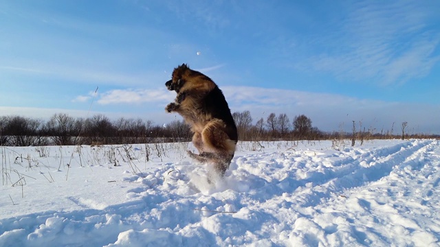 德国牧羊犬在雪地里又跳又跑视频素材