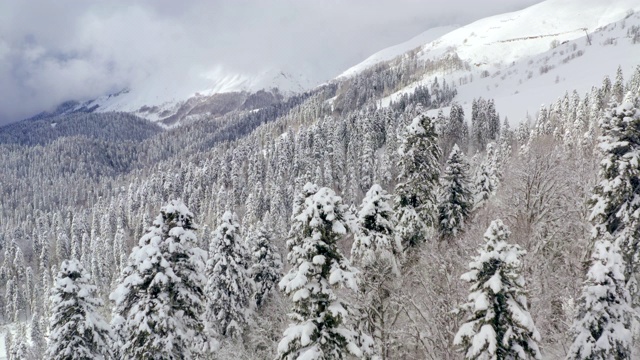 无人机从被雪山覆盖的森林上方鸟瞰。跨在两棵冷杉树之间。鸟瞰图雪峰和林地在多云的天际线。顶视图冬季森林在积雪的高地视频素材