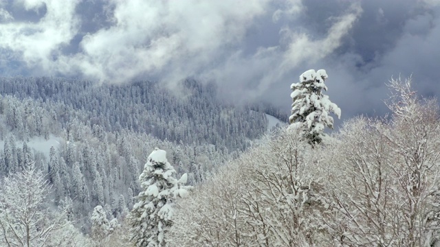 无人机从鸟上方的雪山覆盖森林。跨在两棵冷杉树之间。鸟瞰图雪峰和林地在多云的天际线。顶视图冬季森林雪山视频素材