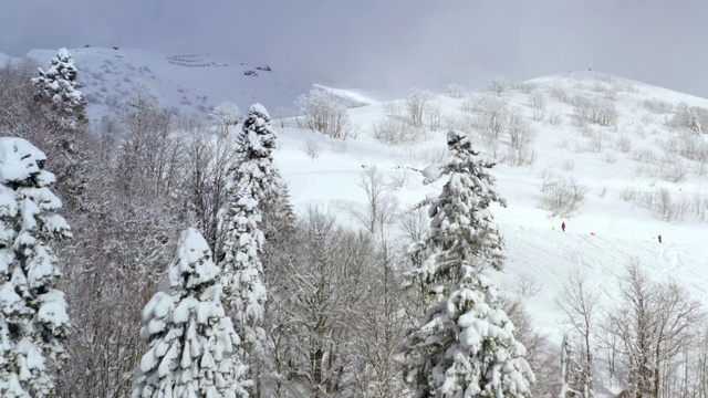 鸟瞰图雪树在冬天的山。无人机观看在雪坡上的滑雪板在野生山。滑雪场滑雪场滑雪者在雪山上滑雪视频素材