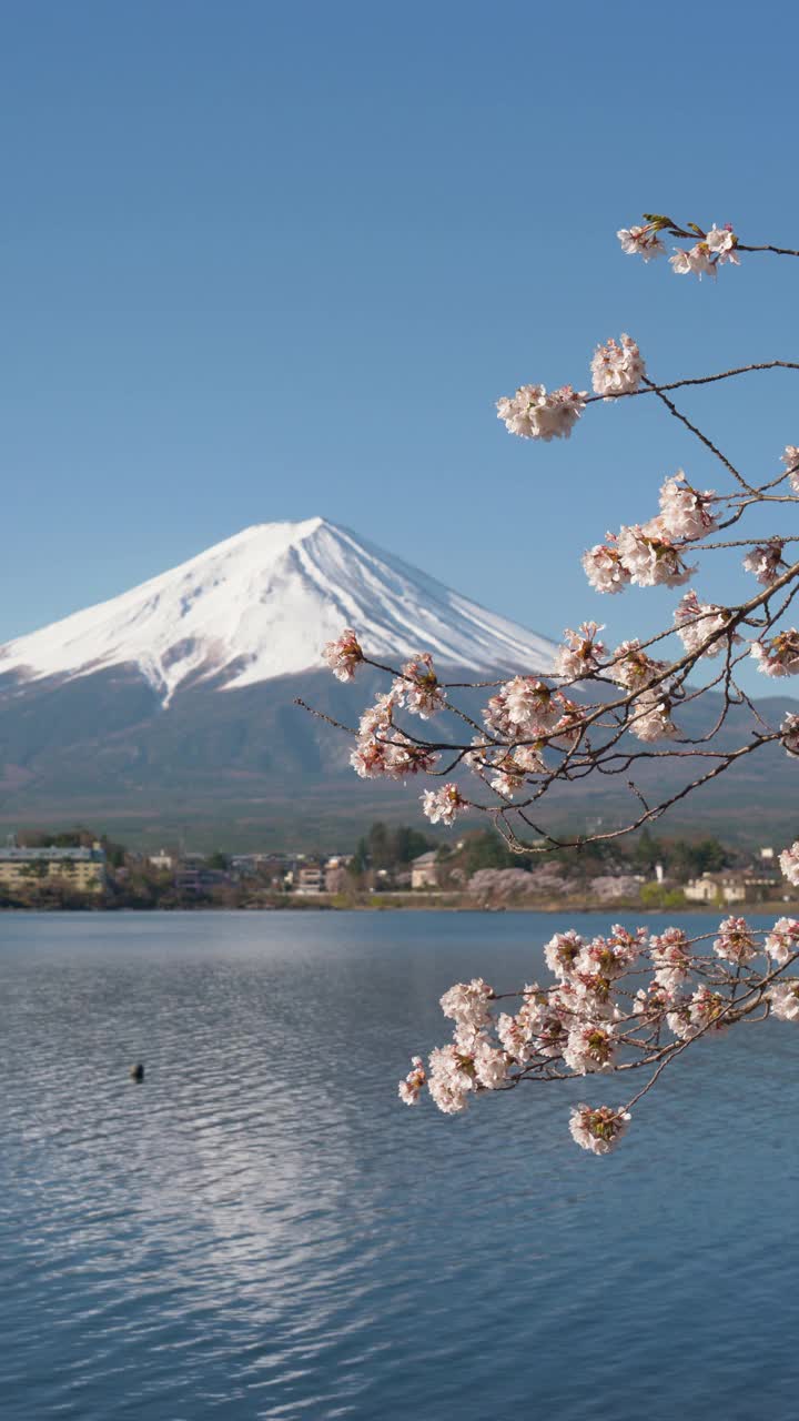 富士山和川口湖的樱花(垂直方向)视频素材