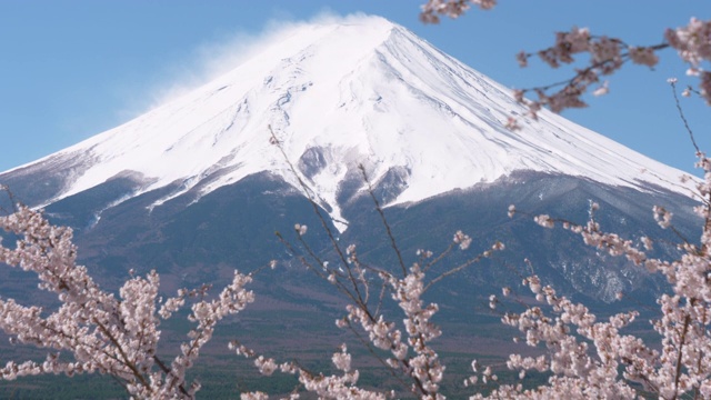 富士山的樱花(向上)视频素材