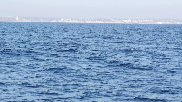 从灰鲸船在海洋中观赏鲸鱼之旅，美国加利福尼亚的海景。埃斯克里克修斯向南迁徙到太平洋沿岸冬季分娩的泻湖。海洋野生动物。视频素材