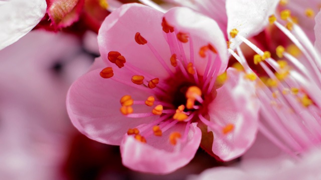 粉红色的樱花盛开——樱花视频素材