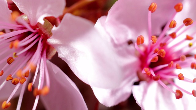 粉红色的樱花盛开——樱花视频素材