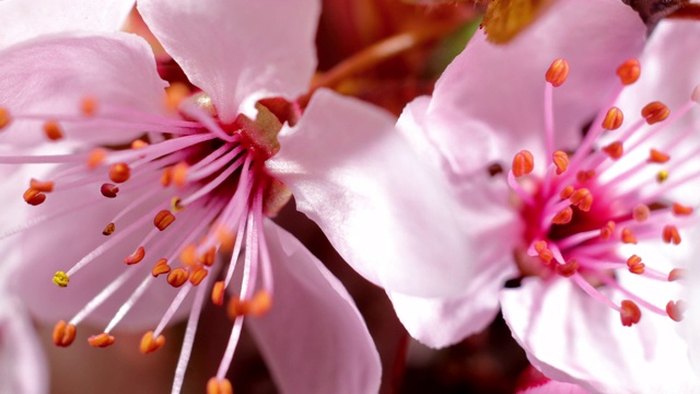 粉红色的樱花盛开——樱花视频素材