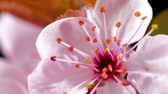 粉红色的樱花盛开——樱花视频素材