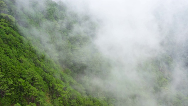 乌云密布，绿树成荫。热带气候中的雨云视频素材