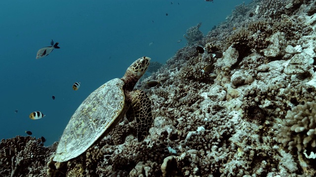 海龟在太平洋里游泳。水下海洋生物与美丽的海龟在海里。珊瑚礁附近的热带爬行动物。潜水在清澈的水中-生物多样性，环境问题，保护视频素材