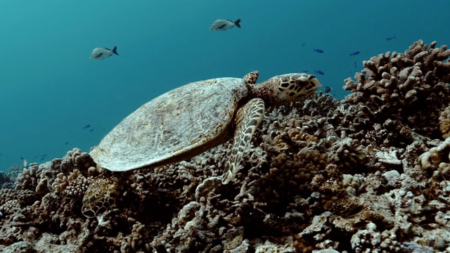 美丽的海龟在太平洋中游泳。水下海洋生物与美丽的海龟近距离在海里。珊瑚礁附近的热带爬行动物。潜水在清澈的水中-生物多样性，环境问题，保护视频素材