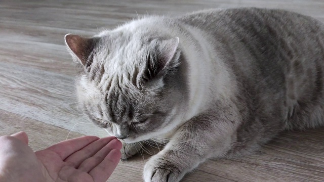 猫嗅着白人女性的手指视频素材