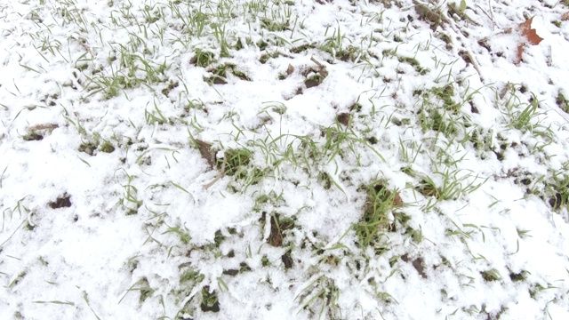 雪下的草坪草视频素材