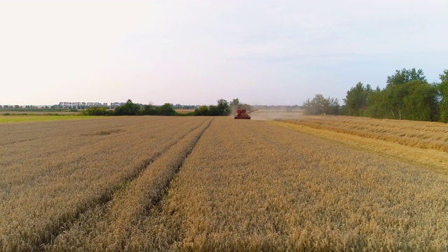 农业-联合收割机收获小麦视频素材