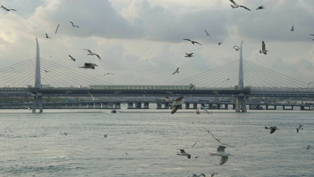 海鸥与博斯普鲁斯海峡(慢镜头)视频素材