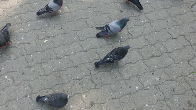 鸽子吃铺路板上的种子视频素材