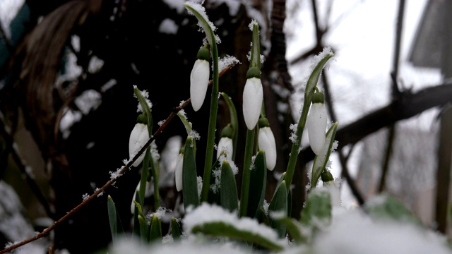 首先是雪花花莲，雪景中雪花在微风中摇曳视频素材