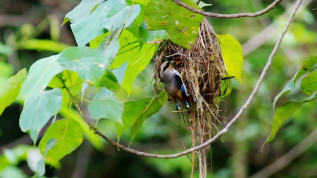 视频高清格式，美丽的银胸阔嘴鸟(月牙Serilophus lunatus)正在喂养它的猎物到它的巢。视频素材