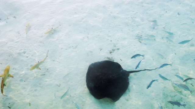 小鲨鱼(黑鳍礁鲨)在马尔代夫的浅水区视频素材