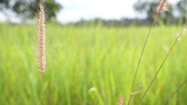 自然与风，草花逆风视频素材