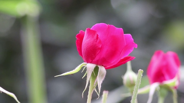 玫瑰花园特写视频素材