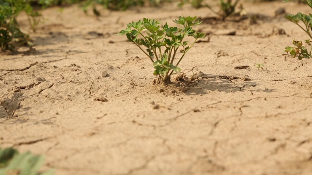 干旱开裂地架集中于植株向上倾斜视频素材