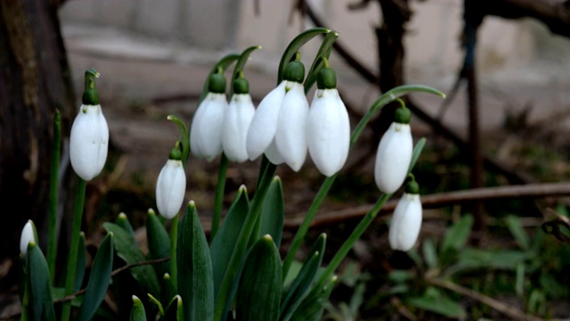 小白春花雪花莲。视频素材