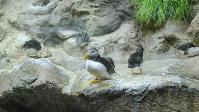 水族馆里的印加燕鸥鸟类生物学视频素材