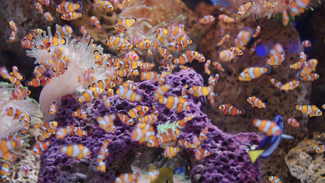 小丑鱼，群小丑鱼在蓝色的水水族馆视频素材