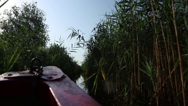 驾驶通过狭窄的运河周围的郁郁葱葱的树叶与船在前景光照射视频素材