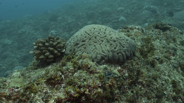 在深海岩礁潜水，日本视频素材