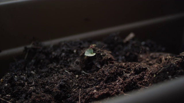 特写的手拉起一个小树苗从土壤在一个长播种机箱视频素材