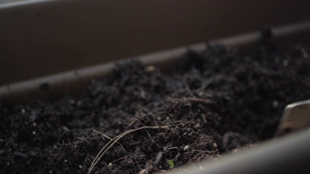 用花园泥铲在一个长播种机箱中搅拌土壤视频素材