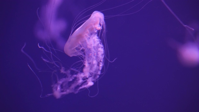 以下观点:大西洋海荨麻视频素材