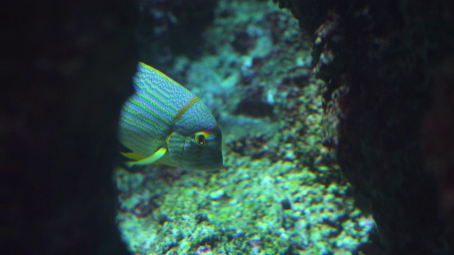 浅海上的咸水鱼头视频素材