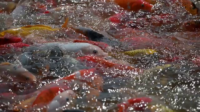 花式鲤鱼锦鲤游在众多的颜色视频素材