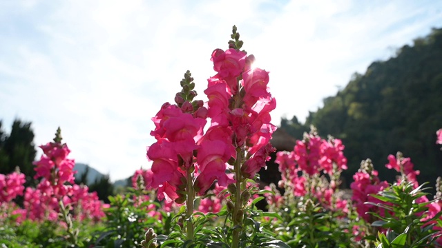 花园金鱼草视频素材