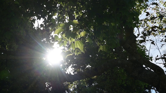 阳光照在树叶上，风慢慢地吹着。夏天的空气很暖和。视频素材