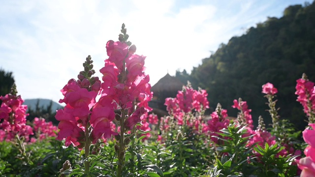 花园金鱼草视频素材