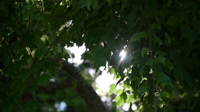 阳光照在树叶上，风慢慢地吹着。夏天的空气很暖和。视频素材