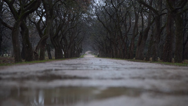 秋天，雨水落在水坑里的小路上，空旷的公园小路上有光秃秃的树木视频素材